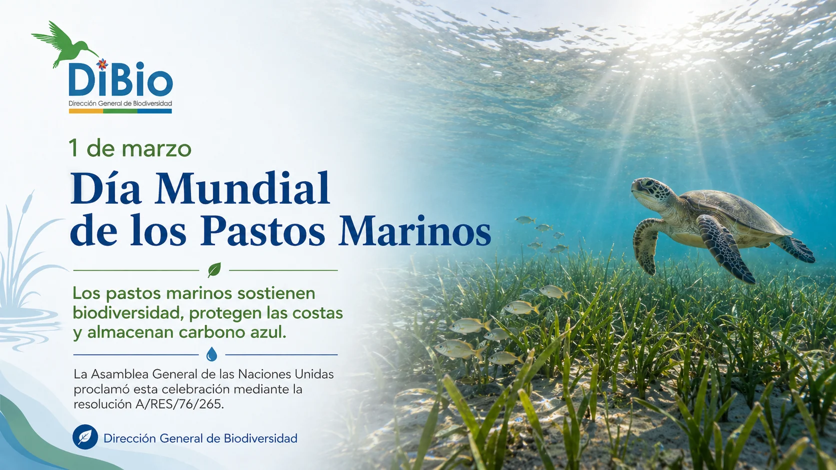 Día Mundial de los Pastos Marinos